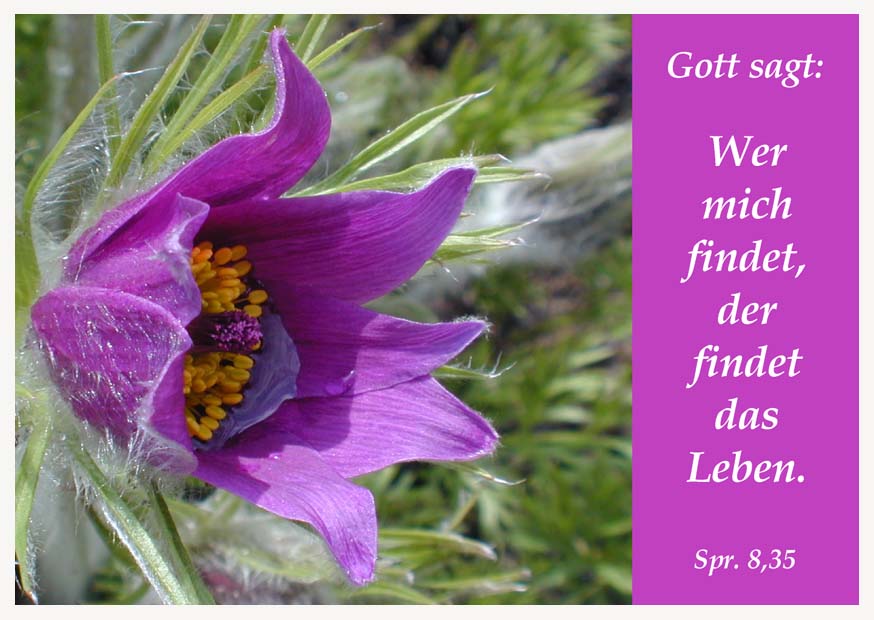 Faltkarte 'Wer mich findet, der' 6St.