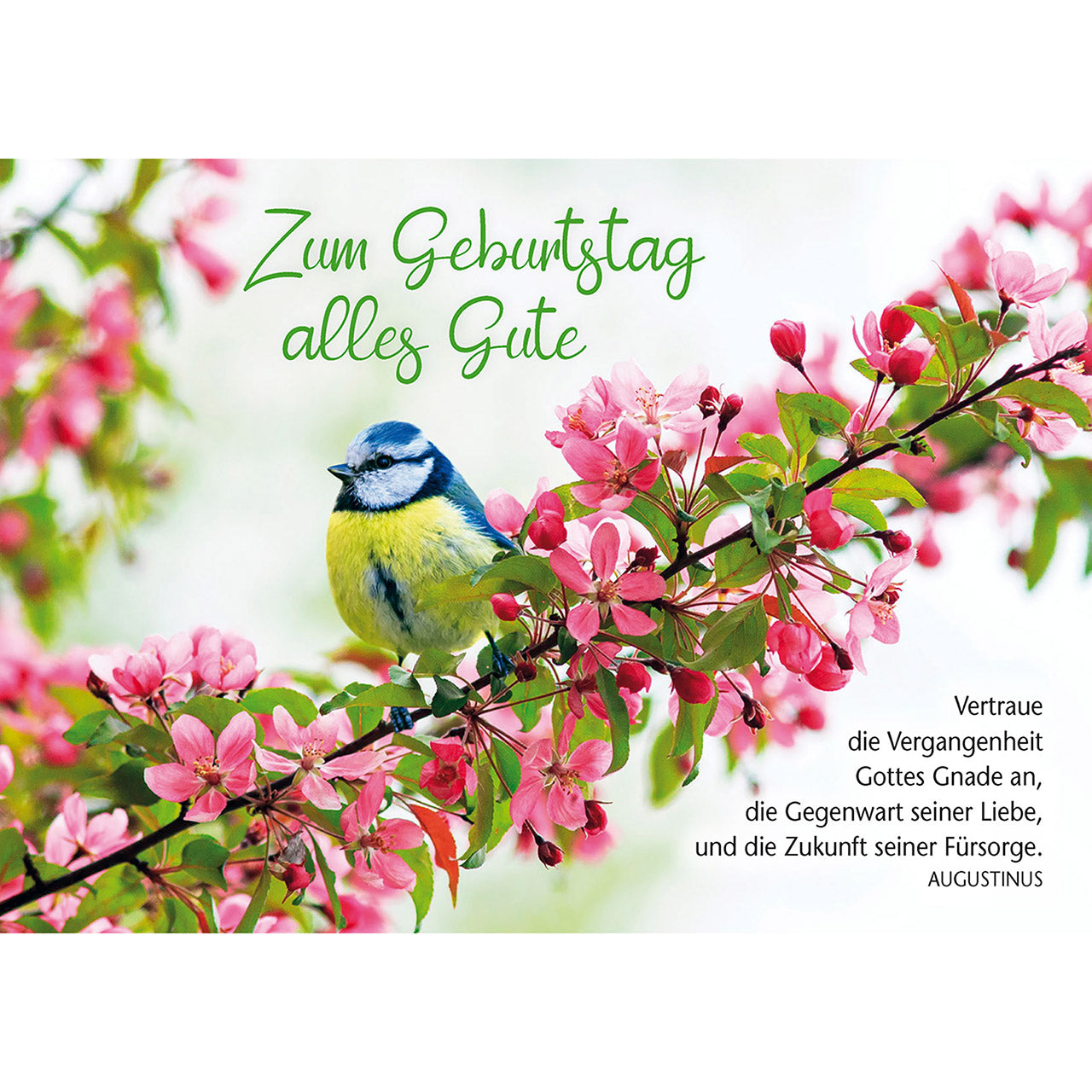Postkarte Geburtstag 'Blaumeise' 4 Ex.