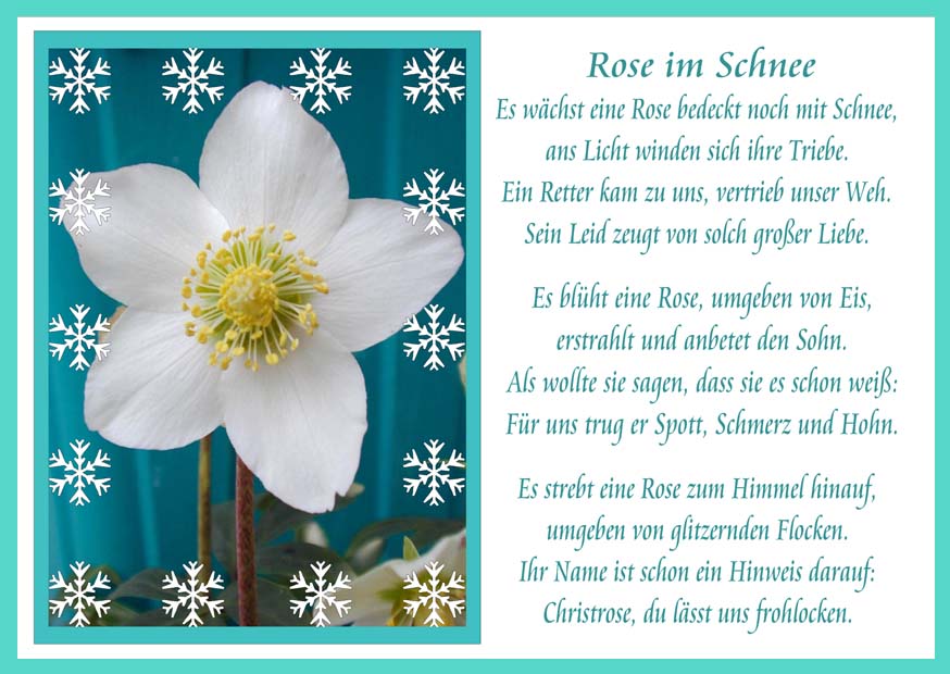 Faltkarte 6 Ex. 'Rose im Schnee'