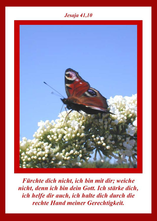 Faltkarte 6 St�ck 'Schmetterling/Bl�te'