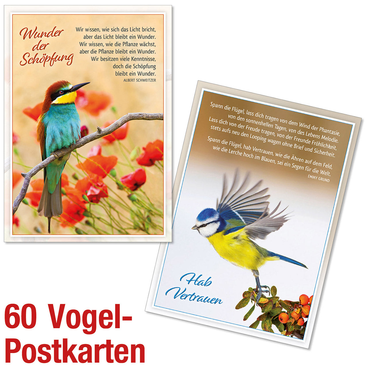 Paket 'Vogel-Postkarten' 60 Ex.